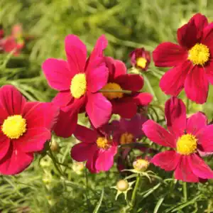 Cosmos Dazzler Red
