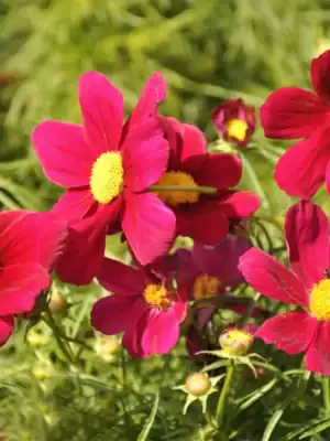 Cosmos Dazzler Red Cosmos Dazzler Red