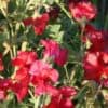 Siererwt Lathyrus Odoratus Royal Red
