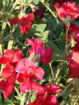 Siererwt Lathyrus Odoratus Royal Red Siererwt Lathyrus Odoratus Royal Red