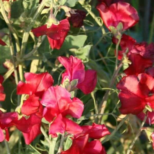 Siererwt Lathyrus Odoratus Royal Red
