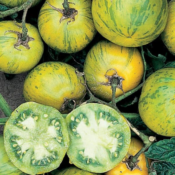 Buzzy Organic Tomaat Green Zebra BIO Buzzy Organic Tomaat Green Zebra BIO