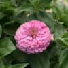 Zinnia Giant Bright Pink Zinnia Giant Bright Pink