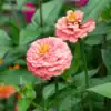 Zinnia Salmon Queen Zinnia Salmon Queen