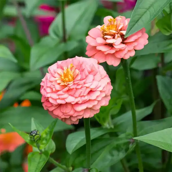 Zinnia Salmon Queen