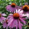 echinacea purpurea purple red echinacea purpurea purple red