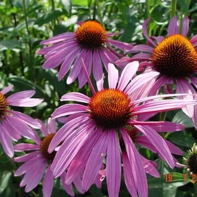 echinacea purpurea purple red