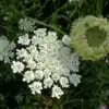 Ammi majus Ammi majus