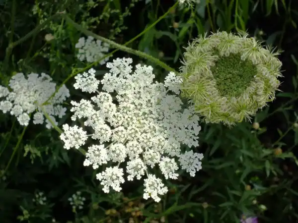 Ammi majus