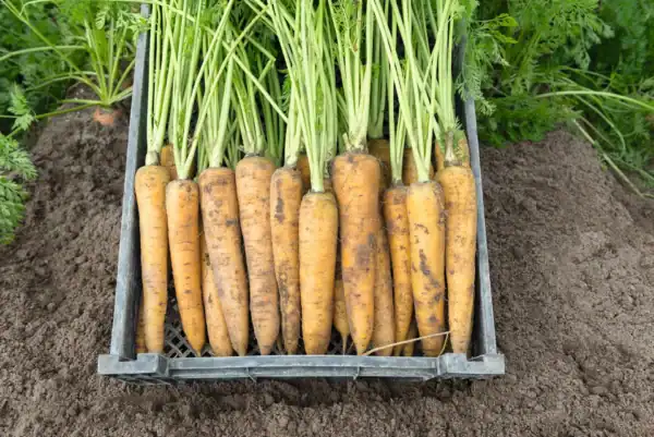 Buzzy Organic Wortel Yellowstone F1 BIO Buzzy Organic Wortel Yellowstone F1 BIO