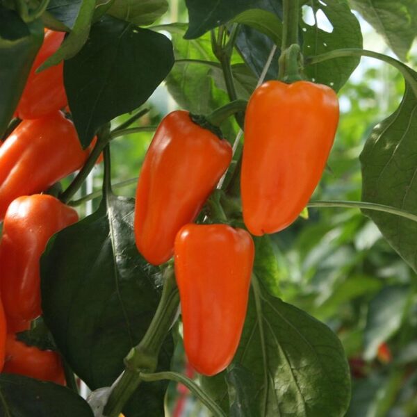 Buzzy Organic Snackpaprika Flynn BIO