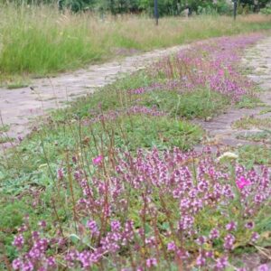 Cruydt Hoeck Bloeiende Voegen