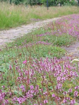 Cruydt Hoeck Bloeiende Voegen Cruydt Hoeck Bloeiende Voegen