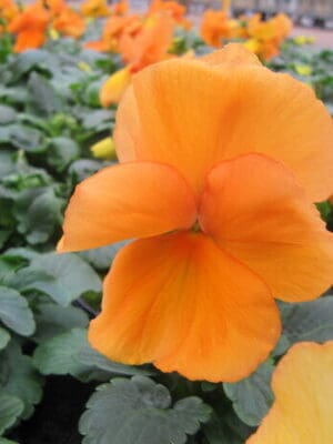 Viool Oranje Viool Oranje