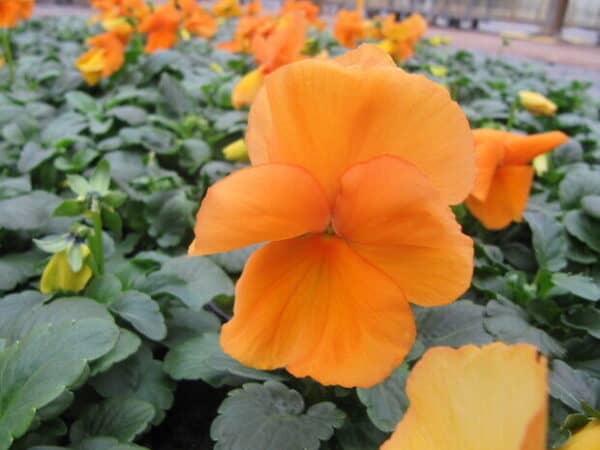 Viool Oranje Viool Oranje