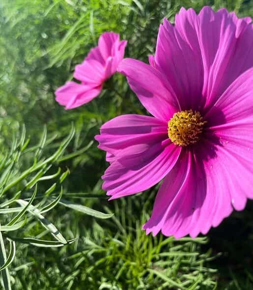 Cosmos Tetra Versailles Cosmos Tetra Versailles