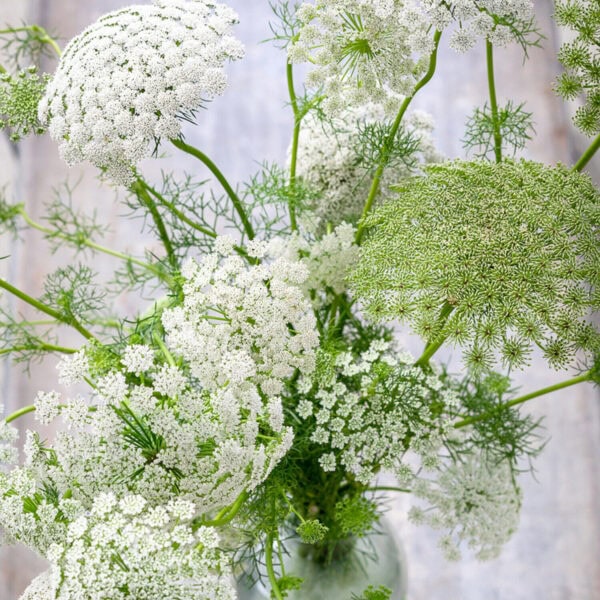 Ammi majus