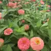 Zinnia Salmon Queen Zinnia Salmon Queen