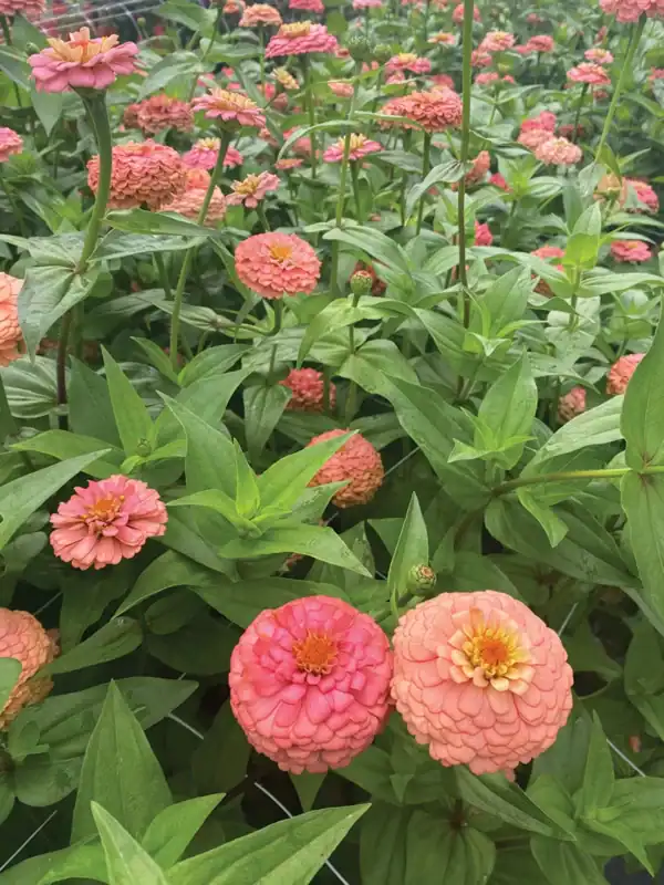 Zinnia Salmon Queen