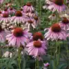 echinacea purpurea purple red echinacea purpurea purple red