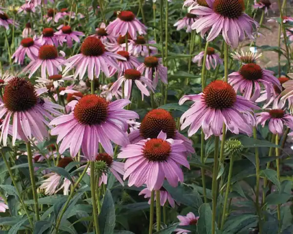 echinacea purpurea purple red