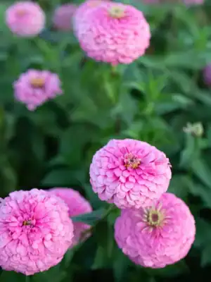 Zinnia Giant Bright Pink Zinnia Giant Bright Pink