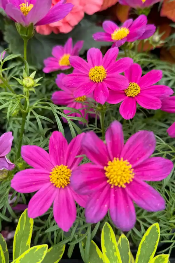 Cosmos Tetra Versailles Cosmos Tetra Versailles