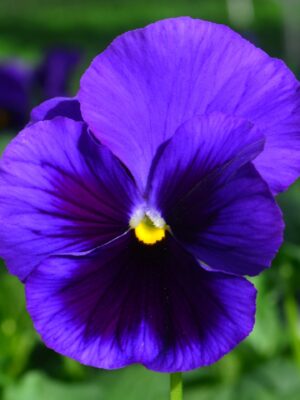 Viool Blauw Viool Blauw