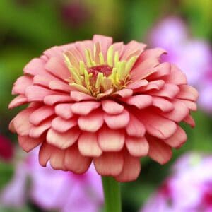 Zinnia Salmon Queen