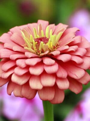 Zinnia Salmon Queen Zinnia Salmon Queen
