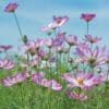 Cosmos Picotee Cosmos Picotee