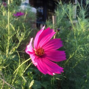 Cosmos Tetra Versailles