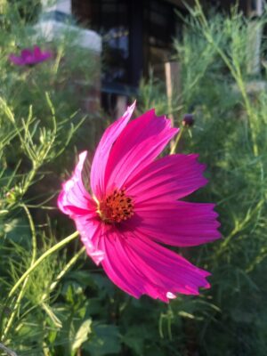 Cosmos Tetra Versailles Cosmos Tetra Versailles