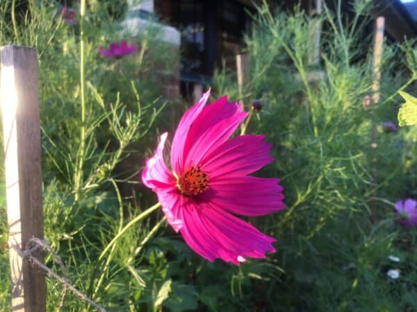 Cosmos Tetra Versailles Cosmos Tetra Versailles