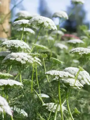 Ammi majus Ammi majus