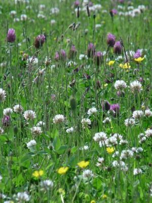 Cruydt Hoeck Nectar onder het Maaimes Cruydt Hoeck Nectar onder het Maaimes