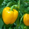 Buzzy Organic Paprika Yellow California Wonder BIO Buzzy Organic Paprika Yellow California Wonder BIO