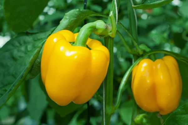 Buzzy Organic Paprika Yellow California Wonder BIO