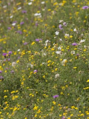 Cruydt Hoeck Speelnatuur Cruydt Hoeck Speelnatuur