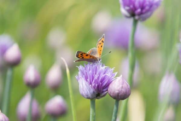 Cruydt Hoeck Vlindertuin