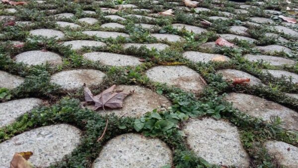 Cruydt Hoeck Bloeiende Voegen