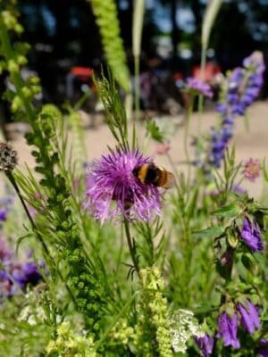 Cruydt Hoeck Plukmengsel Cruydt Hoeck Plukmengsel