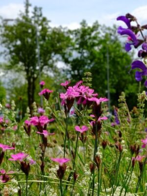 Cruydt Hoeck Vlindertuin Cruydt Hoeck Vlindertuin