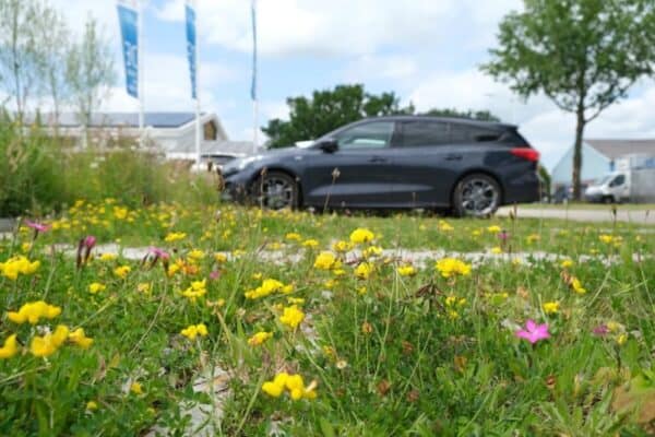 Cruydt Hoeck Bloeiende Voegen