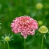 Scabiosa Salmon Queen Scabiosa Salmon Queen