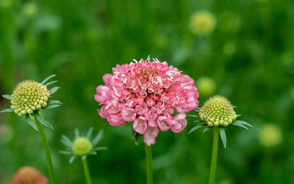 Scabiosa Salmon Queen