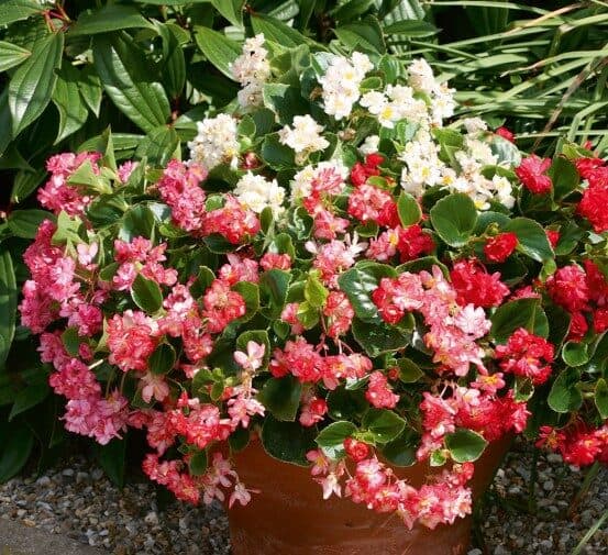 Begonia semperflorens Mix Begonia semperflorens Mix