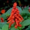 Salvia Scarlet Queen Salvia Scarlet Queen