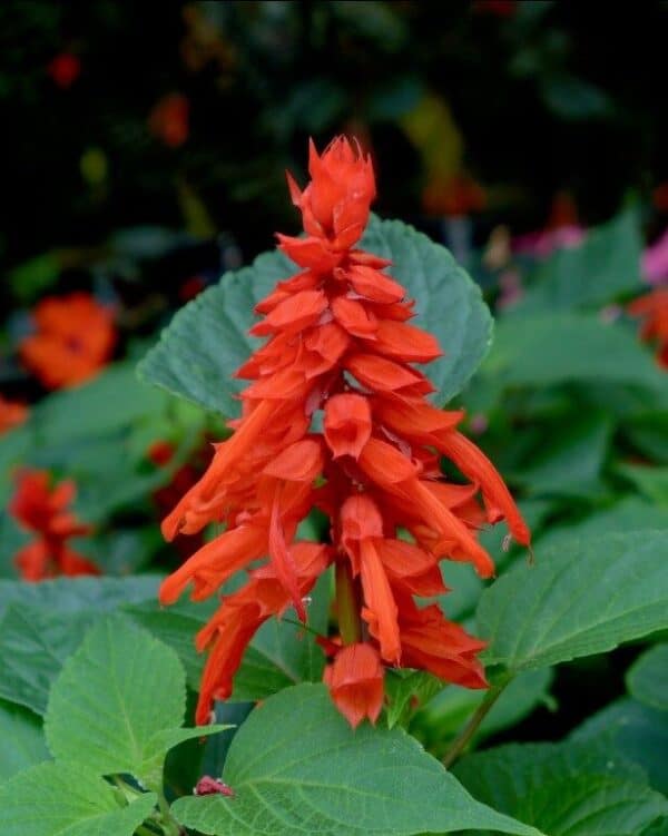 Salvia Scarlet Queen Salvia Scarlet Queen