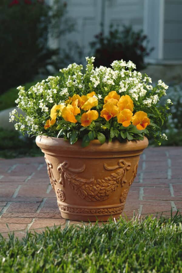 Viool Oranje Viool Oranje